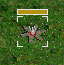 Noxious Weed